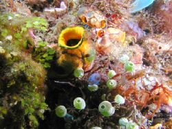 Sea Squirts - Colorful jewells of the Lembeh Strait reefs by Dale Treadway 